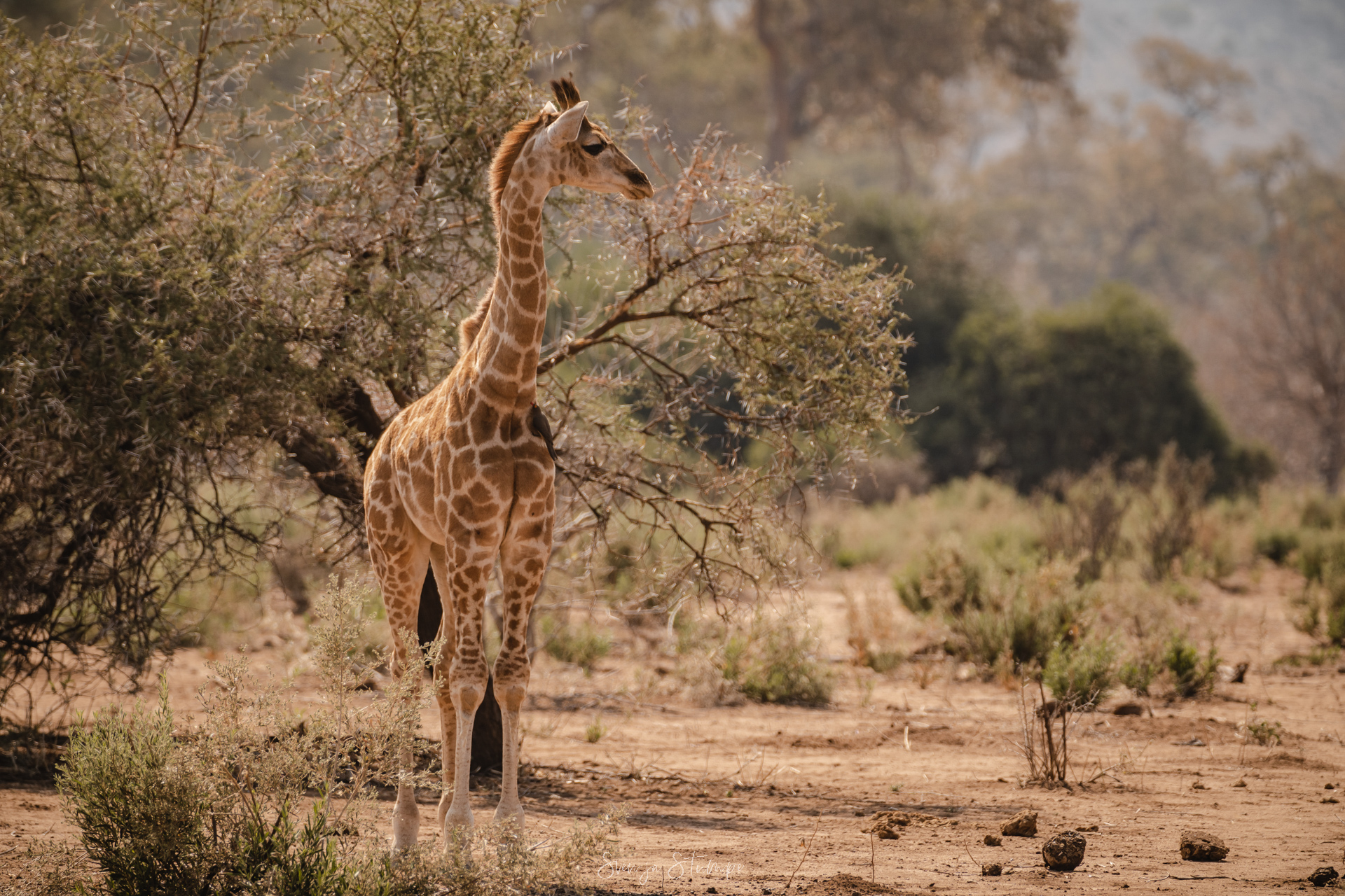 svenjastumpe_fotografie-22