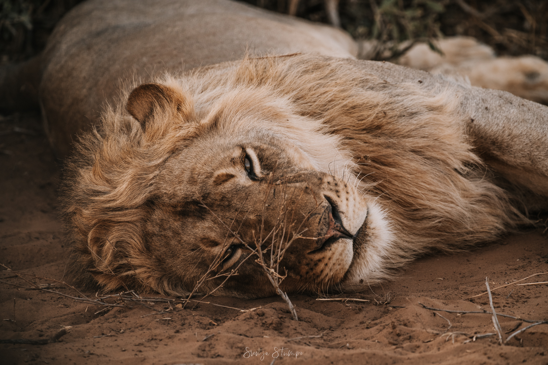 svenjastumpe_fotografie-64